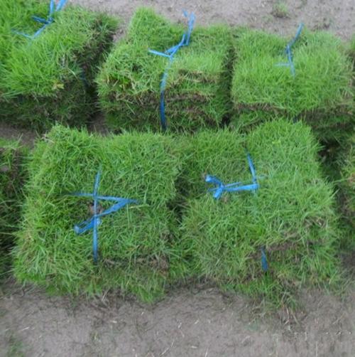 护坡草坪种子 百慕大草籽 绿化草坪种子信息-种植地址在江苏省 沭阳县